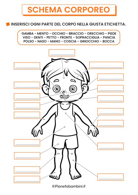 Schema di un corpo umano con aree di applicazione della crema drenante