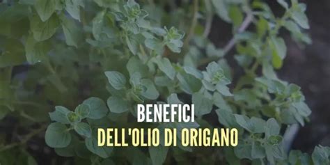 Infografica sui benefici dell'olio di origano