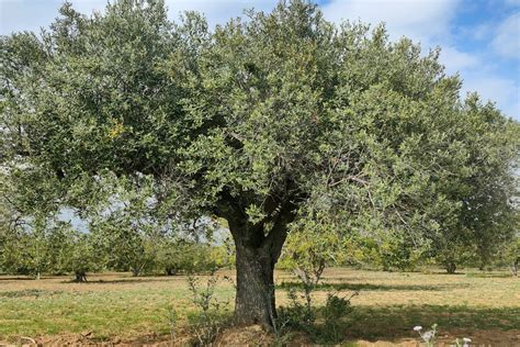 Albero di ulivo e olive