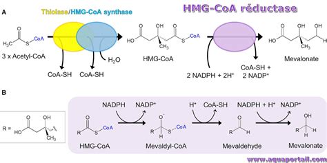 Schema dell'inibizione dell'enzima HMG-CoA reduttasi