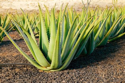 Pianta di Aloe Vera