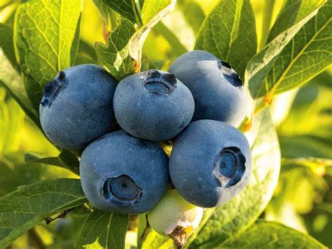 Frutti antiossidanti: Goji, Noni, Açai, Mirtillo nero, Mango