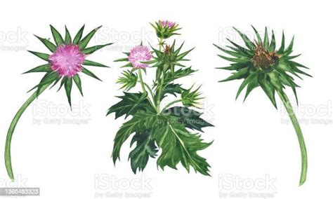 Illustrazione della pianta di cardo mariano