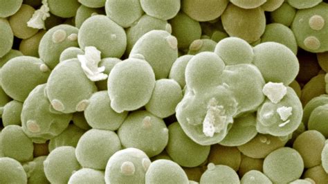 Struttura microscopica di Saccharomyces cerevisiae