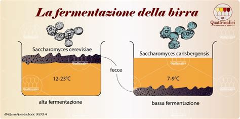 Schema del processo di alta e bassa fermentazione nella birrificazione