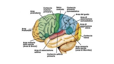 Infografica sulla funzione dei neurotrasmettitori nel cervello