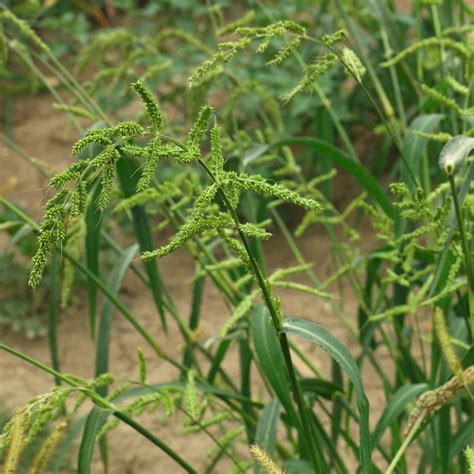 Foglie e culmo di Echinochloa crus-galli