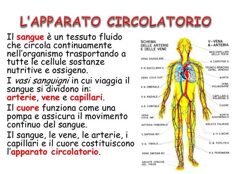 Schema sull'apparato circolatorio e i benefici del Ribes Nero