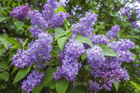 Fiori di Lillà in un giardino