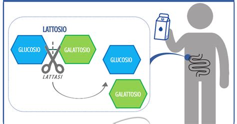 Schema che illustra il processo di digestione del lattosio con e senza lattasi