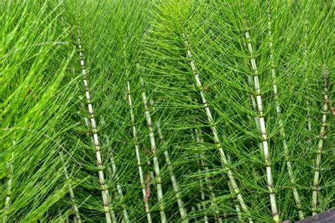 Pianta di equiseto in un ambiente naturale