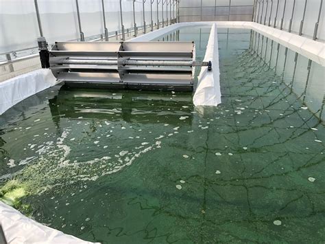 Coltivazione di spirulina in vasche