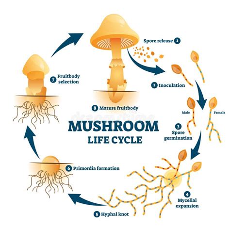 Schema che illustra il ciclo vitale del fungo Ophiocordyceps unilateralis