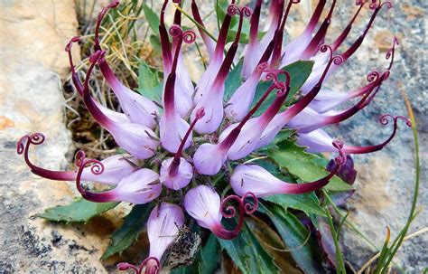 Pianta di artiglio del diavolo