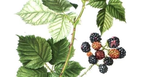 Illustrazione della pianta di Rovo (Rubus fruticosus)