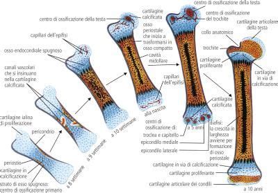 Scheletro con cartilagini di accrescimento