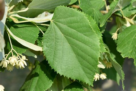 Albero di Tilia tomentosa in fiore