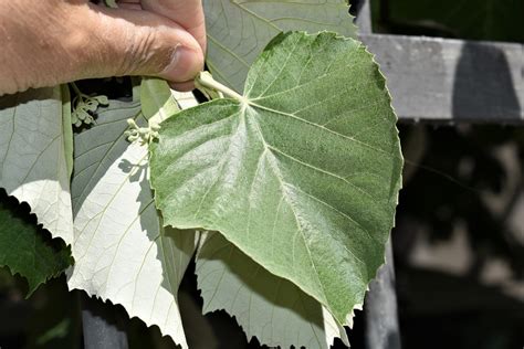Dettaglio delle foglie di Tilia tomentosa con la loro caratteristica peluria argentata