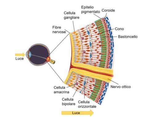 Schema della retina umana con evidenziata la macula lutea