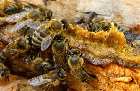 Api che raccolgono resina dagli alberi