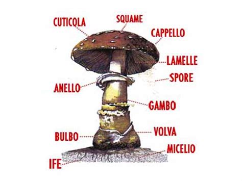 Struttura del fungo Ganoderma Lucidum