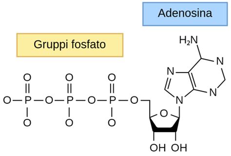 Struttura molecolare dell'ATP