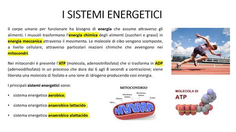 Schema dei sistemi energetici del corpo umano