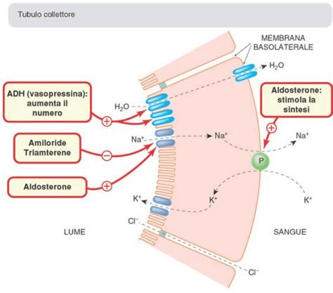 Diagramma che illustra la vasodilatazione indotta dall'ATP