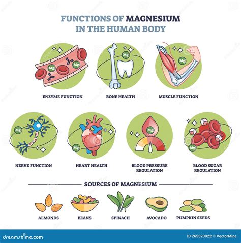 Schema delle funzioni del magnesio nel corpo