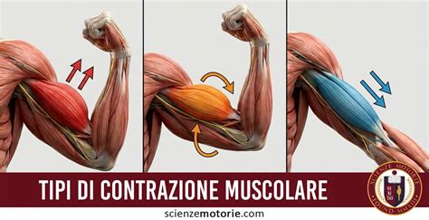 Illustrazione del meccanismo di contrazione e rilassamento muscolare con il ruolo del magnesio