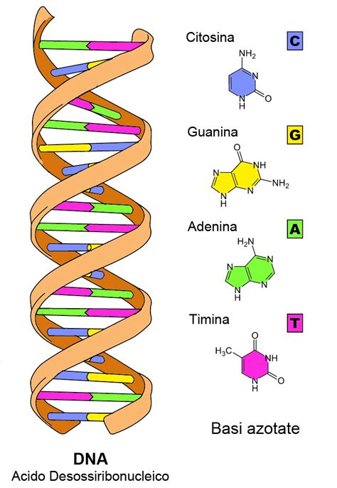 Struttura a doppia elica del DNA