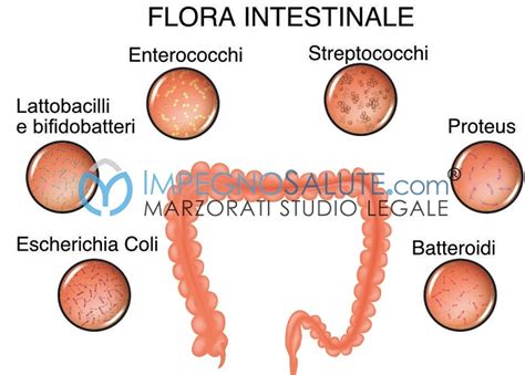 Grafico che mostra l'equilibrio della flora intestinale