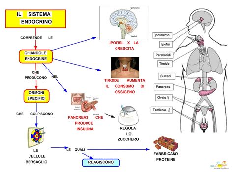 Schema dell'azione degli oligoelementi sul sistema endocrino