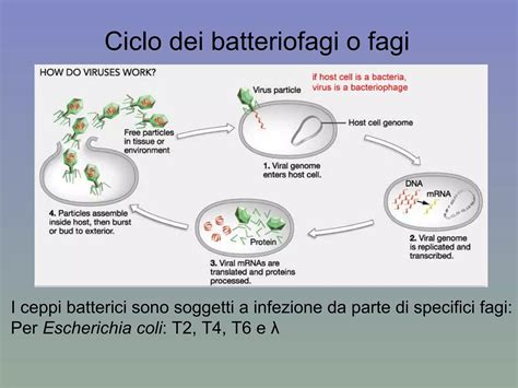 Schema dei ceppi batterici presenti in Yovis