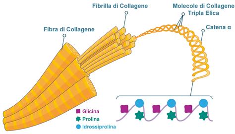 Struttura di una membrana in collagene