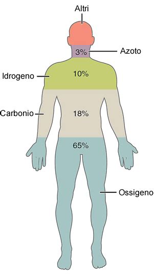 Schema delle funzioni dei principali sali minerali nel corpo umano