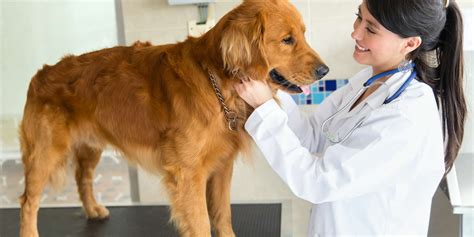 Veterinario che visita un cane