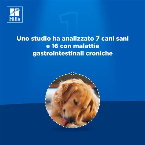 Infografica sulla prevenzione delle malattie gastrointestinali nei cani
