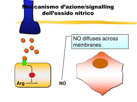 Infografica sul meccanismo d'azione dell'ossido nitrico