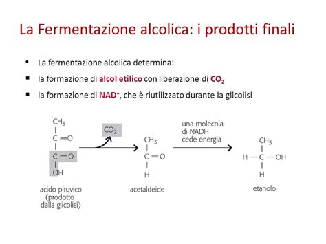 Schema del processo di fermentazione per la produzione di acido ascorbico