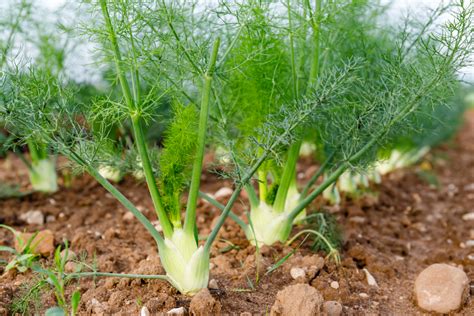 Pianta di finocchio