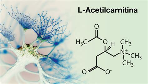 Struttura chimica della L-acetilcarnitina