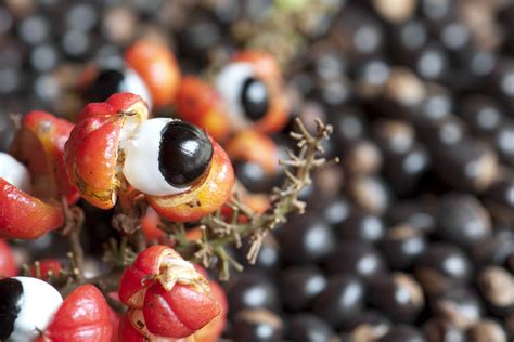 Guarana fruit and seeds