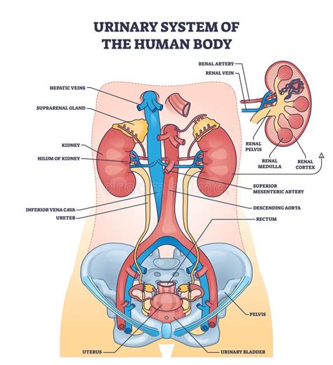 Schema anatomico del sistema urinario e biliare con evidenziati reni, ureteri, vescica, cistifellea e dotti biliari.