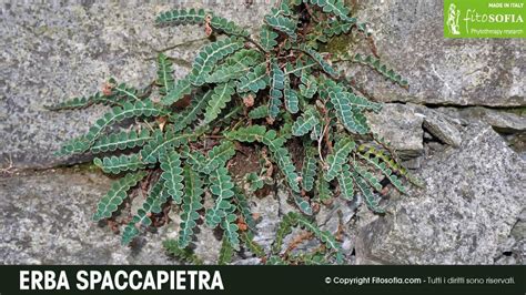 Immagine della pianta Ceterach officinarum (spaccapietra).