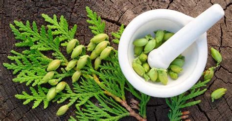 Illustrazione di diverse gemme vegetali utilizzate in gemmoterapia.