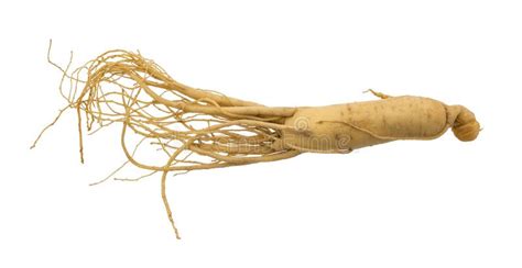 Immagine di radice di Ginseng