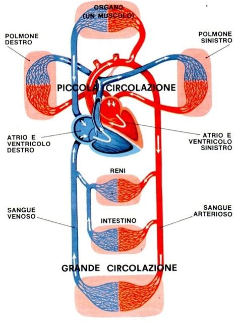 Schema dell'apparato cardiovascolare e ruolo della taurina
