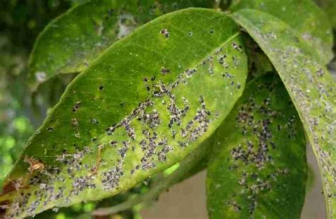 Agrumi colpiti da cocciniglia