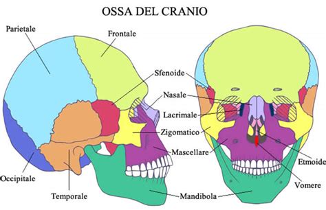 Schema anatomico del cranio umano con indicazione delle meningi